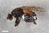  ( - ZFMK-TIS-2545629)  @11 [ ] CreativeCommons  Attribution Share-Alike (by-sa) 384 (2017) Unspecified Zoologisches Forschungsmuseum Alexander Koenig