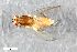  (Periscelis nigra - ZFMK-TIS-2548872)  @11 [ ] CreativeCommons  Attribution Share-Alike (by-sa) 384 (2015) Unspecified Zoologisches Forschungsmuseum Alexander Koenig