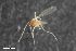  (Polyardis micromyoides - ZFMK-TIS-2549466)  @11 [ ] CreativeCommons  Attribution Share-Alike (by-sa) 384 (2015) Unspecified Zoologisches Forschungsmuseum Alexander Koenig