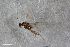  (Winnertzia nigripennis - ZFMK-TIS-2549678)  @11 [ ] CreativeCommons  Attribution Share-Alike (by-sa) 384 (2015) Unspecified Zoologisches Forschungsmuseum Alexander Koenig