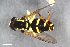  ( - ZFMK-TIS-2553223)  @11 [ ] CreativeCommons  Attribution Share-Alike (by-sa) 815 (2015) Unspecified Zoologisches Forschungsmuseum Alexander Koenig