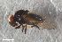  ( - ZFMK-TIS-2574219)  @11 [ ] CreativeCommons  Attribution Share-Alike (by-sa) 640 (2016) Unspecified Zoologisches Forschungsmuseum Alexander Koenig