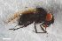  ( - ZFMK-TIS-2575253)  @11 [ ] CreativeCommons  Attribution Share-Alike (by-sa) 640 (2016) Unspecified Zoologisches Forschungsmuseum Alexander Koenig