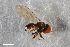  ( - ZFMK-TIS-2587393)  @11 [ ] CreativeCommons  Attribution Share-Alike (by-sa) 818 (2018) Unspecified Zoologisches Forschungsmuseum Alexander Koenig