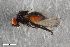  ( - ZFMK-TIS-2603008)  @11 [ ] CreativeCommons  Attribution Share-Alike (by-sa) 640 (2017) Unspecified Zoologisches Forschungsmuseum Alexander Koenig