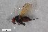  (Lonchaea limatula - ZFMK-TIS-2603065)  @11 [ ] CreativeCommons  Attribution Share-Alike (by-sa) 640 (2017) Unspecified Zoologisches Forschungsmuseum Alexander Koenig
