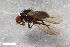  ( - ZFMK-TIS-2603073)  @11 [ ] CreativeCommons  Attribution Share-Alike (by-sa) 640 (2017) Unspecified Zoologisches Forschungsmuseum Alexander Koenig
