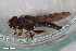  ( - ZFMK-TIS-2605947)  @11 [ ] CreativeCommons  Attribution Share-Alike (by-sa) 815 (2017) Unspecified Zoologisches Forschungsmuseum Alexander Koenig