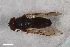  ( - ZFMK-TIS-2605974)  @11 [ ] CreativeCommons  Attribution Share-Alike (by-sa) 815 (2017) Unspecified Zoologisches Forschungsmuseum Alexander Koenig