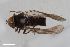  ( - ZFMK-TIS-2607201)  @11 [ ] CreativeCommons  Attribution Share-Alike (by-sa) 818 (2017) Unspecified Zoologisches Forschungsmuseum Alexander Koenig