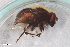  ( - ZFMK-TIS-2608404)  @11 [ ] CreativeCommons  Attribution Share-Alike (by-sa) 815 (2018) Unspecified Zoologisches Forschungsmuseum Alexander Koenig
