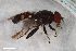  ( - ZFMK-TIS-2608560)  @11 [ ] CreativeCommons  Attribution Share-Alike (by-sa) 815 (2018) Unspecified Zoologisches Forschungsmuseum Alexander Koenig