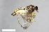  ( - ZFMK-TIS-9537)  @11 [ ] CreativeCommons  Attribution Share-Alike (by-sa) 384 (2012) Unspecified Zoologisches Forschungsmuseum Alexander Koenig