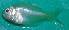  ( - CNYN01)  @11 [ ] Copyright (2014) PHCDBS Paul Hebert Centre for DNA Barcoding and Biodiversity Studies