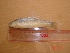  ( - TSPO09)  @12 [ ] Unspecified (default): All Rights Reserved  Unspecified Unspecified