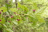  (Lonicera maximowiczii - ABSDA-12)  @11 [ ] No Rights Reserved  no no