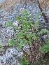  (Potentilla tanacetifolia - ABSDA-02)  @11 [ ] No Rights Reserved  no no