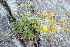  (Potentilla fragiformis - ABSDA-60)  @11 [ ] No Rights Reserved  no no