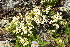  (Saxifraga cherlerioides - ABSDA-61)  @11 [ ] No Rights Reserved  NO NO