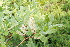  (Salix krylovii - ABSDA-63)  @11 [ ] No Rights Reserved  NO NO