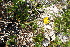  (Senecio subfrigidus - ABSDA-71)  @11 [ ] No Rights Reserved  NO NO