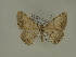  ( - BC SMNK Lep 00327)  @13 [ ] Copyright (2010) Axel Hausmann/Bavarian State Collection of Zoology (ZSM) SNSB, Zoologische Staatssammlung Muenchen