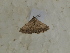  ( - BC SMNK Lep 00358)  @12 [ ] Copyright (2010) Axel Hausmann/Bavarian State Collection of Zoology (ZSM) SNSB, Zoologische Staatssammlung Muenchen