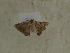  ( - BC SMNK Lep 00370)  @12 [ ] Copyright (2010) Axel Hausmann/Bavarian State Collection of Zoology (ZSM) SNSB, Zoologische Staatssammlung Muenchen