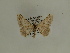  ( - BC SMNK Lep 00382)  @12 [ ] Copyright (2010) Axel Hausmann/Bavarian State Collection of Zoology (ZSM) SNSB, Zoologische Staatssammlung Muenchen