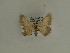  ( - BC SMNK Lep 00384)  @12 [ ] Copyright (2010) Axel Hausmann/Bavarian State Collection of Zoology (ZSM) SNSB, Zoologische Staatssammlung Muenchen