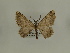  ( - BC SMNK Lep 00386)  @12 [ ] Copyright (2010) Axel Hausmann/Bavarian State Collection of Zoology (ZSM) SNSB, Zoologische Staatssammlung Muenchen