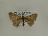  ( - BC SMNK Lep 00387)  @12 [ ] Copyright (2010) Axel Hausmann/Bavarian State Collection of Zoology (ZSM) SNSB, Zoologische Staatssammlung Muenchen