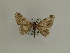  ( - BC SMNK Lep 00388)  @12 [ ] Copyright (2010) Axel Hausmann/Bavarian State Collection of Zoology (ZSM) SNSB, Zoologische Staatssammlung Muenchen