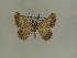  ( - BC SMNK Lep 00390)  @12 [ ] Copyright (2010) Axel Hausmann/Bavarian State Collection of Zoology (ZSM) SNSB, Zoologische Staatssammlung Muenchen