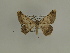  ( - BC SMNK Lep 00392)  @12 [ ] Copyright (2010) Axel Hausmann/Bavarian State Collection of Zoology (ZSM) SNSB, Zoologische Staatssammlung Muenchen