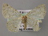  ( - BC ZSM Lep 12785)  @14 [ ] CreativeCommons - Attribution Non-Commercial Share-Alike (2010) Axel Hausmann/Bavarian State Collection of Zoology (ZSM) SNSB, Zoologische Staatssammlung Muenchen