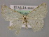  (Stegania trimaculata - BC ZSM Lep 12786)  @15 [ ] CreativeCommons - Attribution Non-Commercial Share-Alike (2010) Axel Hausmann/Bavarian State Collection of Zoology (ZSM) SNSB, Zoologische Staatssammlung Muenchen