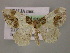  ( - BC ZSM Lep 12788)  @14 [ ] CreativeCommons - Attribution Non-Commercial Share-Alike (2010) Axel Hausmann/Bavarian State Collection of Zoology (ZSM) SNSB, Zoologische Staatssammlung Muenchen