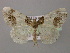  ( - BC ZSM Lep 12789)  @14 [ ] CreativeCommons - Attribution Non-Commercial Share-Alike (2010) Axel Hausmann/Bavarian State Collection of Zoology (ZSM) SNSB, Zoologische Staatssammlung Muenchen