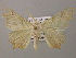  ( - BC ZSM Lep 12793)  @14 [ ] CreativeCommons - Attribution Non-Commercial Share-Alike (2010) Axel Hausmann/Bavarian State Collection of Zoology (ZSM) SNSB, Zoologische Staatssammlung Muenchen