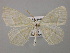  ( - BC ZSM Lep 12794)  @14 [ ] CreativeCommons - Attribution Non-Commercial Share-Alike (2010) Axel Hausmann/Bavarian State Collection of Zoology (ZSM) SNSB, Zoologische Staatssammlung Muenchen