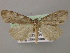  ( - BC ZSM Lep 12797)  @14 [ ] CreativeCommons - Attribution Non-Commercial Share-Alike (2010) Axel Hausmann/Bavarian State Collection of Zoology (ZSM) SNSB, Zoologische Staatssammlung Muenchen