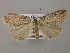  ( - BC ZSM Lep 12798)  @13 [ ] CreativeCommons - Attribution Non-Commercial Share-Alike (2010) Axel Hausmann/Bavarian State Collection of Zoology (ZSM) SNSB, Zoologische Staatssammlung Muenchen