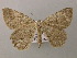  ( - BC ZSM Lep 12829)  @14 [ ] CreativeCommons - Attribution Non-Commercial Share-Alike (2010) Axel Hausmann/Bavarian State Collection of Zoology (ZSM) SNSB, Zoologische Staatssammlung Muenchen