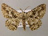  ( - BC ZSM Lep 12847)  @14 [ ] CreativeCommons - Attribution Non-Commercial Share-Alike (2010) Axel Hausmann/Bavarian State Collection of Zoology (ZSM) SNSB, Zoologische Staatssammlung Muenchen