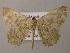  ( - BC ZSM Lep 12849)  @14 [ ] CreativeCommons - Attribution Non-Commercial Share-Alike (2010) Axel Hausmann/Bavarian State Collection of Zoology (ZSM) SNSB, Zoologische Staatssammlung Muenchen