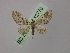  (Eupithecia dodoneata - BC ZSM Lep 12776)  @15 [ ] CreativeCommons - Attribution Non-Commercial Share-Alike (2010) Axel Hausmann/Bavarian State Collection of Zoology (ZSM) SNSB, Zoologische Staatssammlung Muenchen
