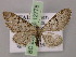  ( - BC ZSM Lep 12778)  @14 [ ] CreativeCommons - Attribution Non-Commercial Share-Alike (2010) Axel Hausmann/Bavarian State Collection of Zoology (ZSM) SNSB, Zoologische Staatssammlung Muenchen
