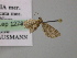  ( - BC ZSM Lep 12780)  @13 [ ] CreativeCommons - Attribution Non-Commercial Share-Alike (2010) Axel Hausmann/Bavarian State Collection of Zoology (ZSM) SNSB, Zoologische Staatssammlung Muenchen