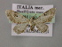  ( - BC ZSM Lep 12782)  @13 [ ] CreativeCommons - Attribution Non-Commercial Share-Alike (2010) Axel Hausmann/Bavarian State Collection of Zoology (ZSM) SNSB, Zoologische Staatssammlung Muenchen